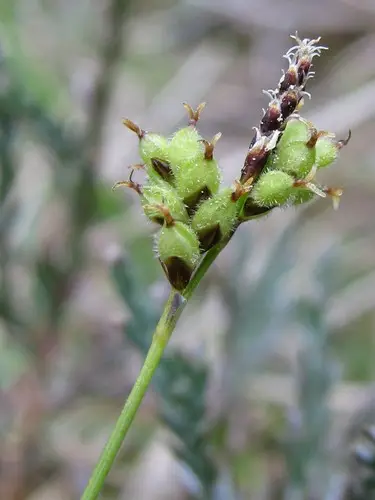 Carex élégant
