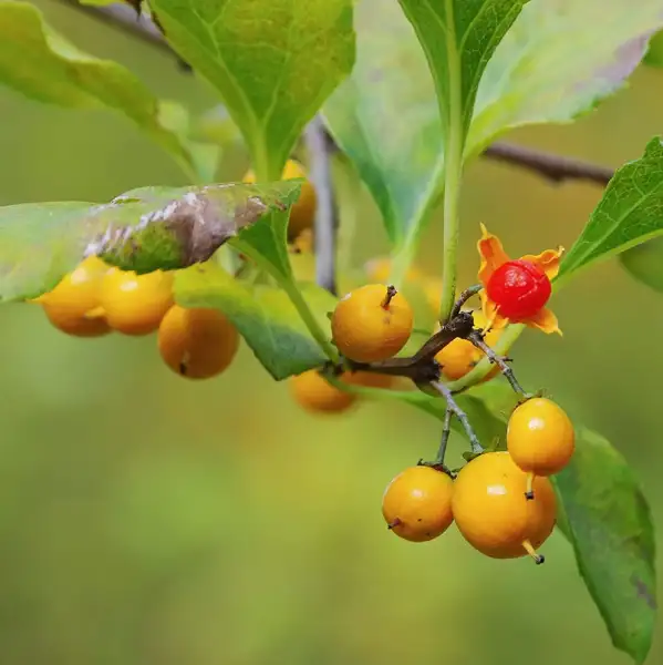 アメリカウメモドキ Celastrus Scandens 花言葉 毒性 よくある質問 Picturethis アメリカウメモドキ Celastrus Scandens 花言葉 毒性 よくある質問 Picturethis