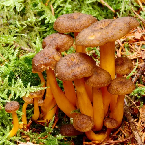 갈색털꾀꼬리버섯