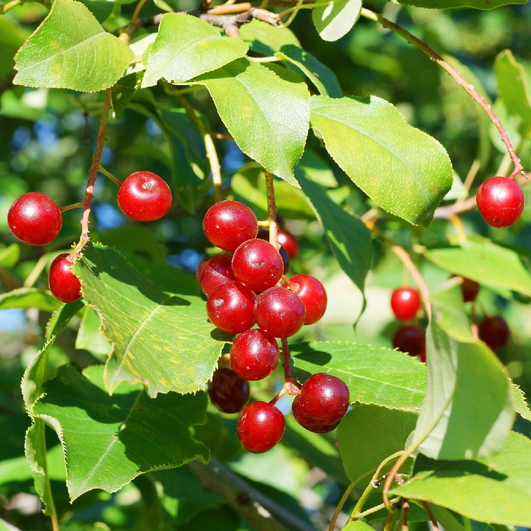 is cherry wood toxic to dogs