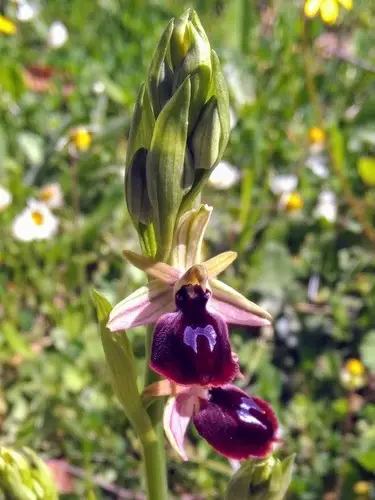 Horseshoe orchid
