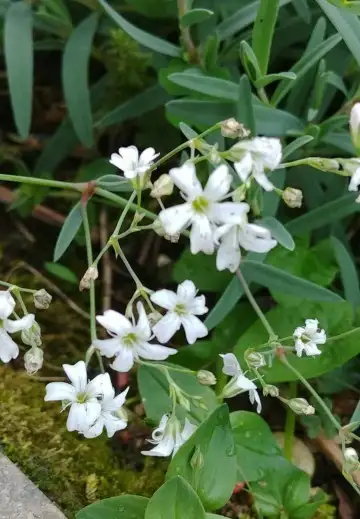 霞草屬 Gypsophila 照顧 種植 繁殖 開花時間 Picturethis