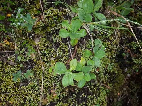 Celmisia glandulosa var. latifolia