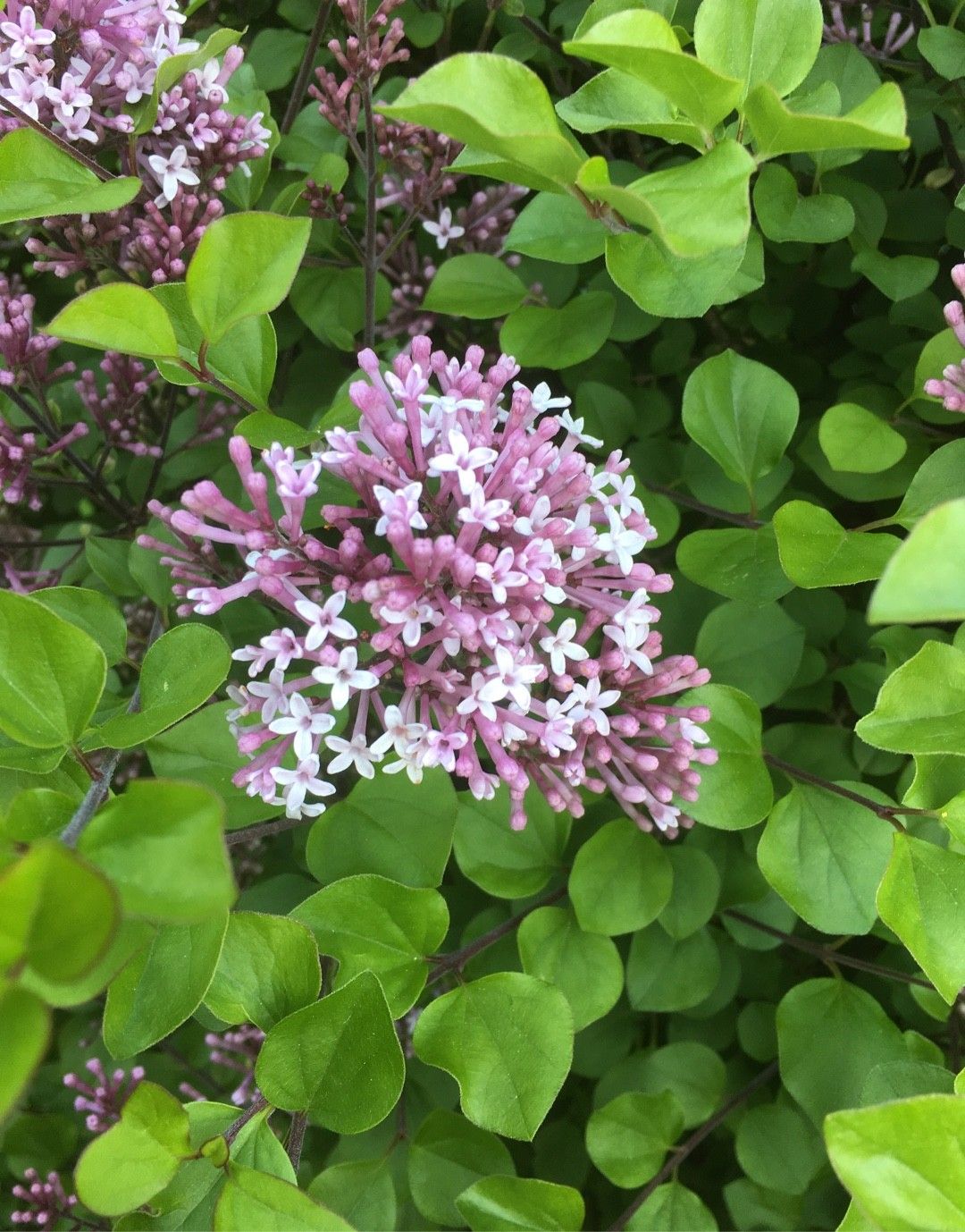 Image of Syringa pubescens tree in leaf