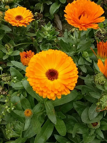 キンセンカ属 Calendula 花言葉 毒性 よくある質問 Picturethis キンセンカ属 Calendula 花言葉 毒性 よくある質問 Picturethis