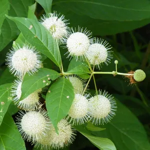 セファランサス (Cephalanthus occidentalis) - PictureThis