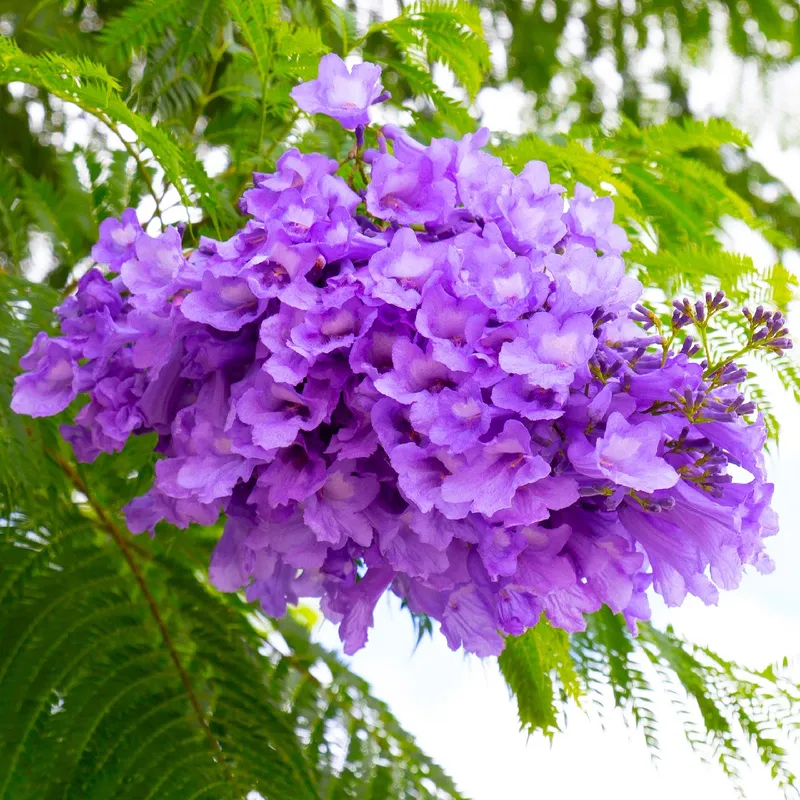 Are jacaranda trees fashion poisonous to dogs