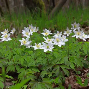 アネモネ・バージニアナ (Anemone virginiana) - PictureThis