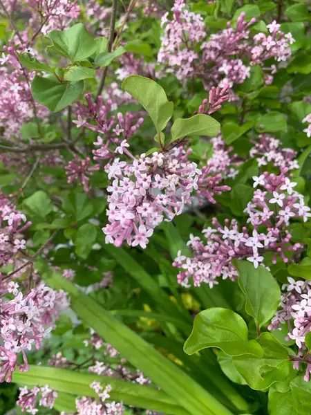 ハシドイ属 Syringa 花言葉 毒性 よくある質問 Picturethis ハシドイ属 Syringa 花言葉 毒性 よくある質問 Picturethis