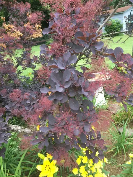 ハグマノキ属 Cotinus 花言葉 毒性 よくある質問 Picturethis