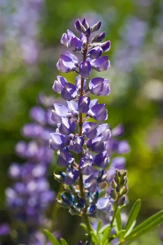 Long-spur lupine