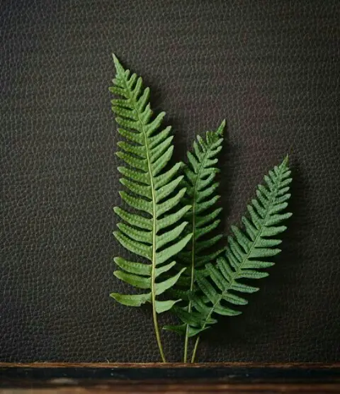 Loosely-leaf marsh fern
