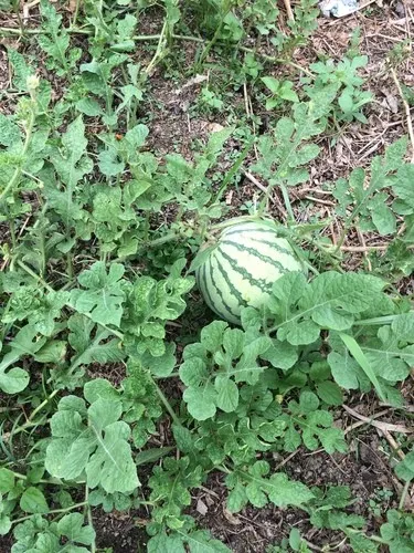 スイカ（西瓜） (Citrullus lanatus) - PictureThis