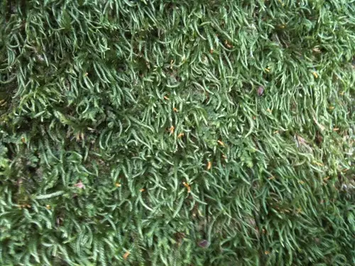 Isothecium moss