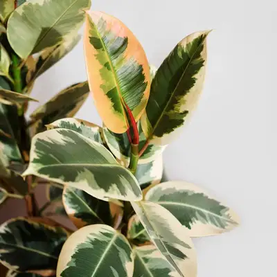 Tineke Variegated Rubber Tree