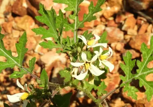 Solanum grayi