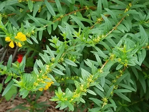 Heimia salicifolia - PictureThis