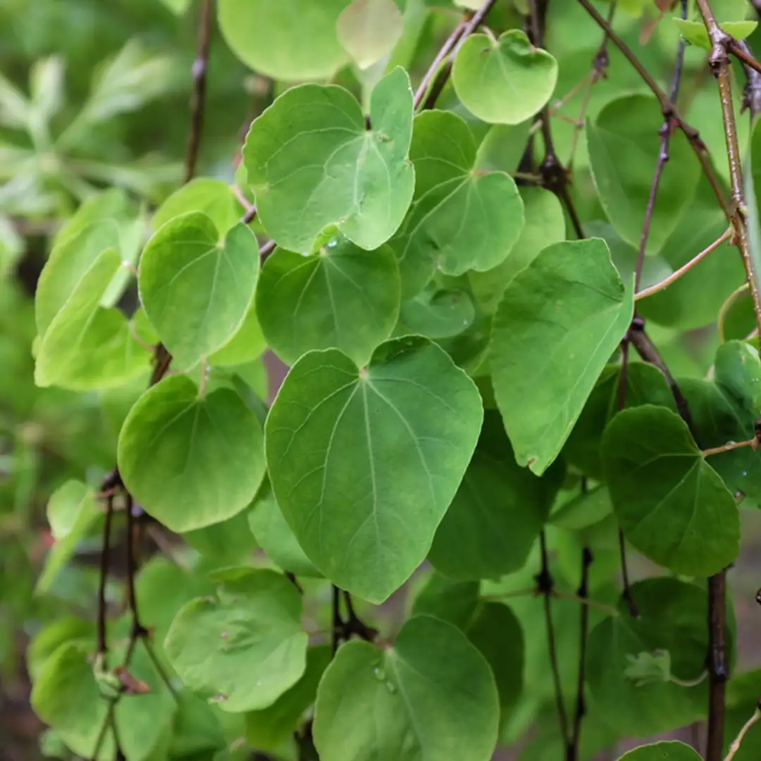 カツラゾク カツラ属 Cercidiphyllum 花言葉 毒性 よくある質問 Picturethis