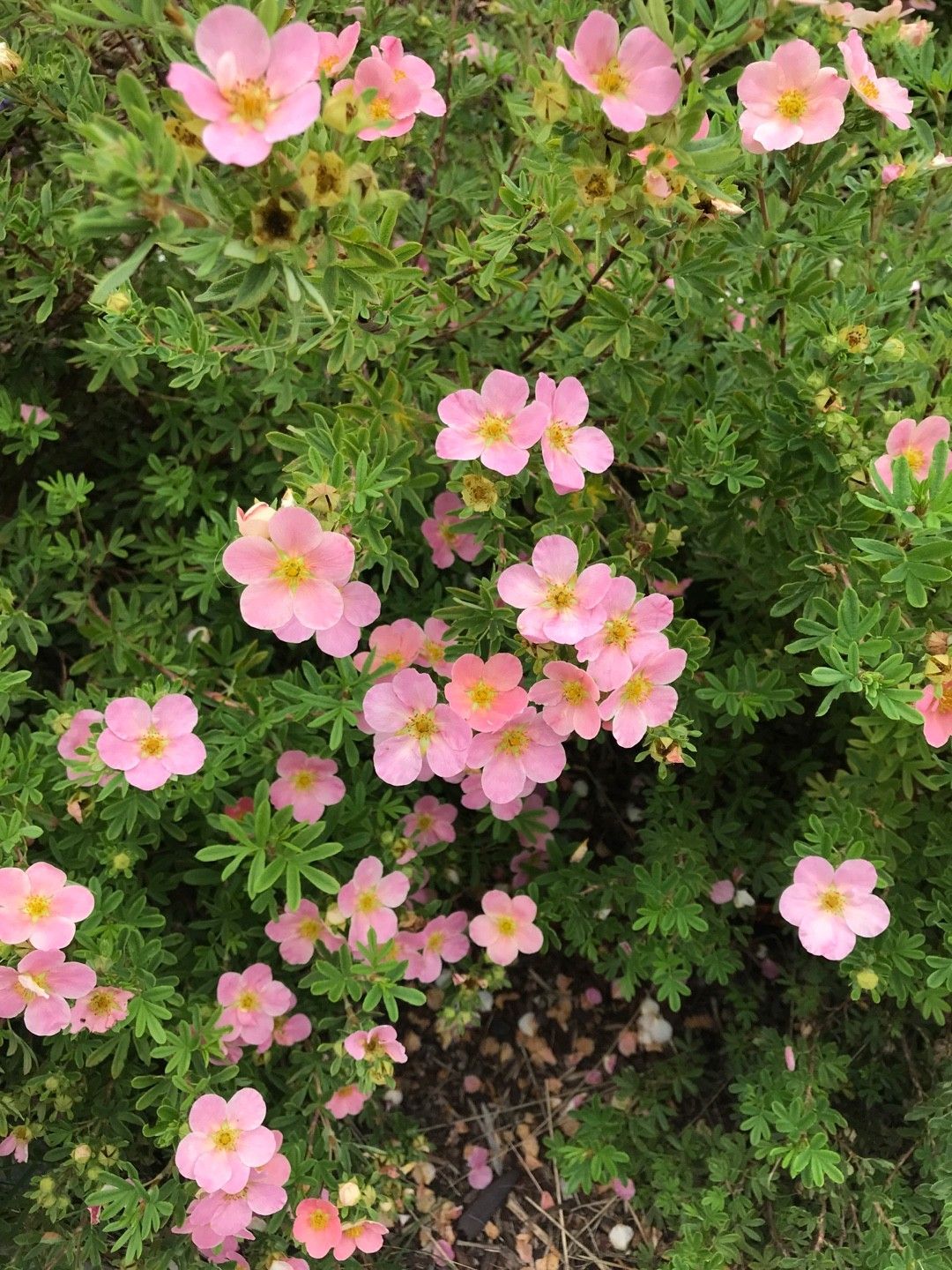 Image of Potentilla pink beauty plant in wildflower meadow