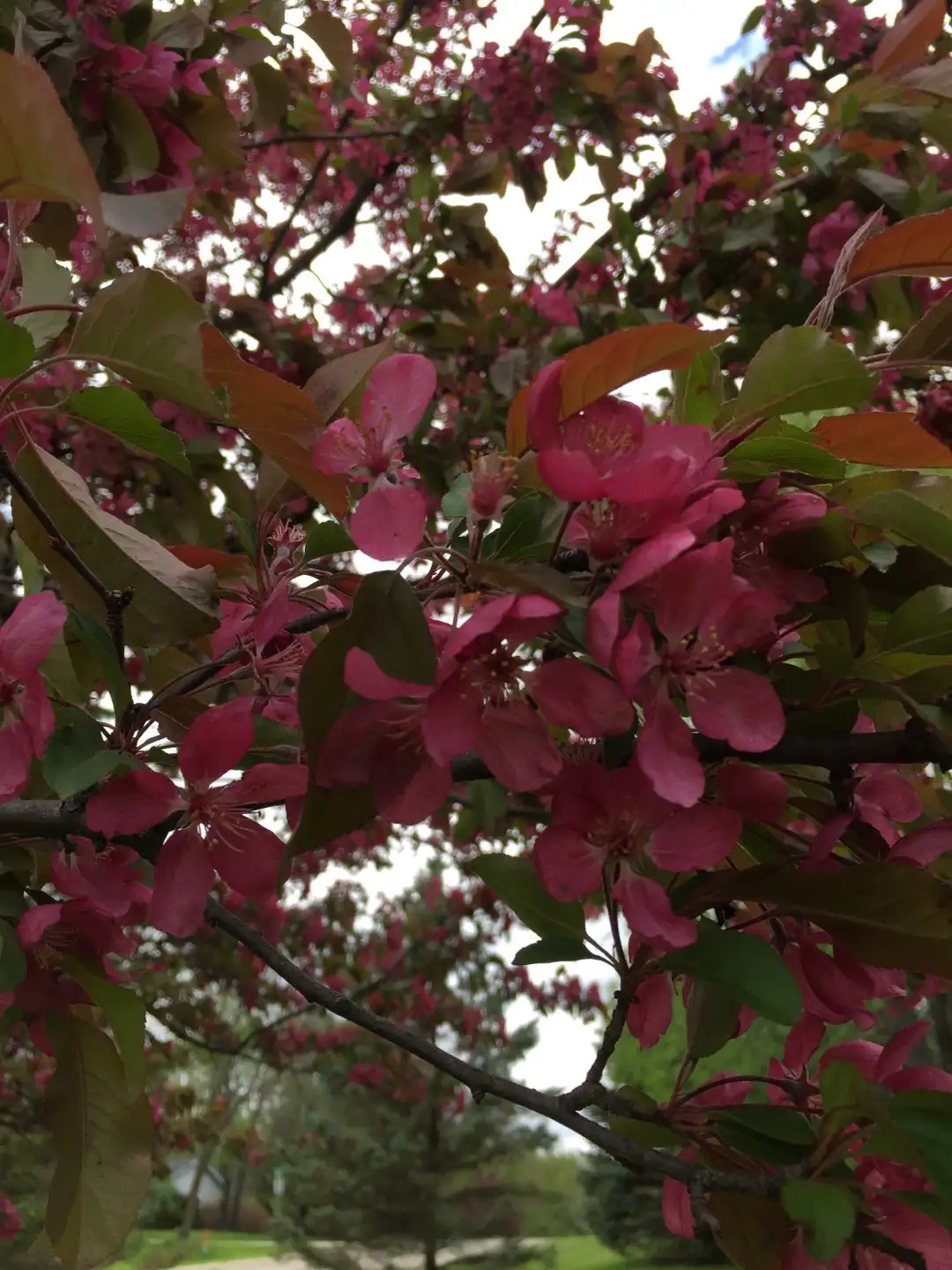 リンゴ属 Malus 花言葉 毒性 よくある質問 Picturethis リンゴ属 Malus 花言葉 毒性 よくある質問 Picturethis