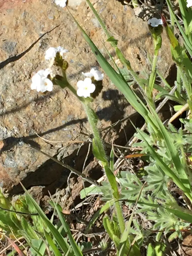 Popcorn flower (Plagiobothrys) Flower, Leaf, Care, Uses - PictureThis