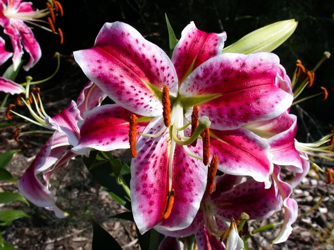 カノコユリ（鹿の子百合） (Lilium speciosum) - PictureThis