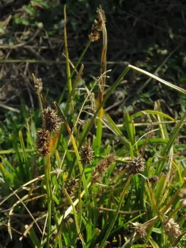 Carex glomerabilis