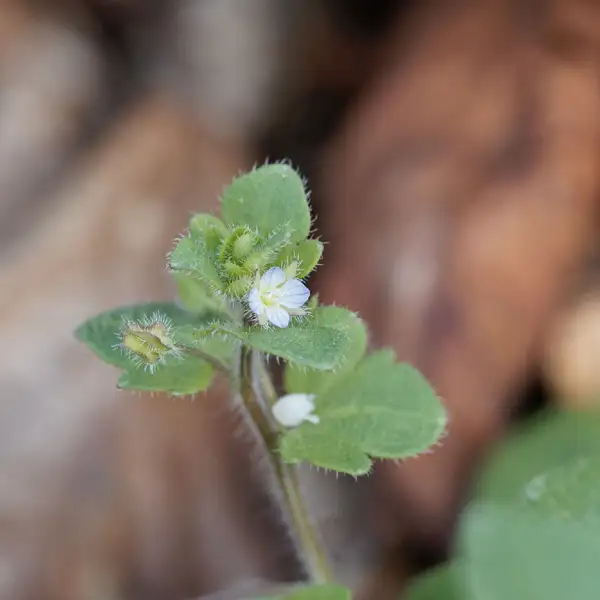 フラサバソウ Veronica Hederifolia 花言葉 毒性 よくある質問 Picturethis フラサバソウ Veronica Hederifolia 花言葉 毒性 よくある質問 Picturethis