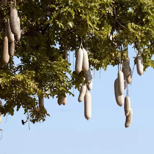 Kigelia africana (commonly known as sausage tree).Multiple parts of the