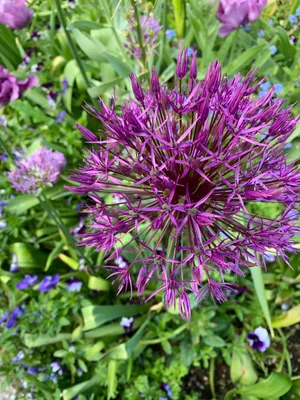 Allium × cristophii 'Purple Rain' - PictureThis