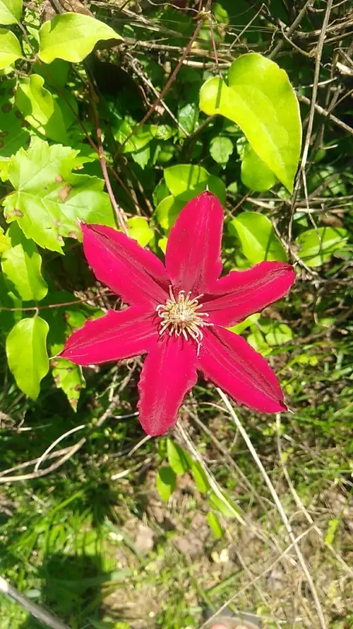 Bunga clematis Texas