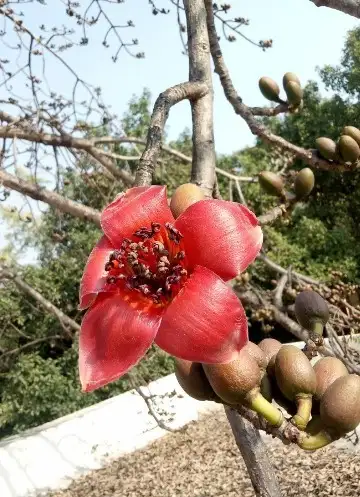 Ceiba (Bombax ceiba) - PictureThis