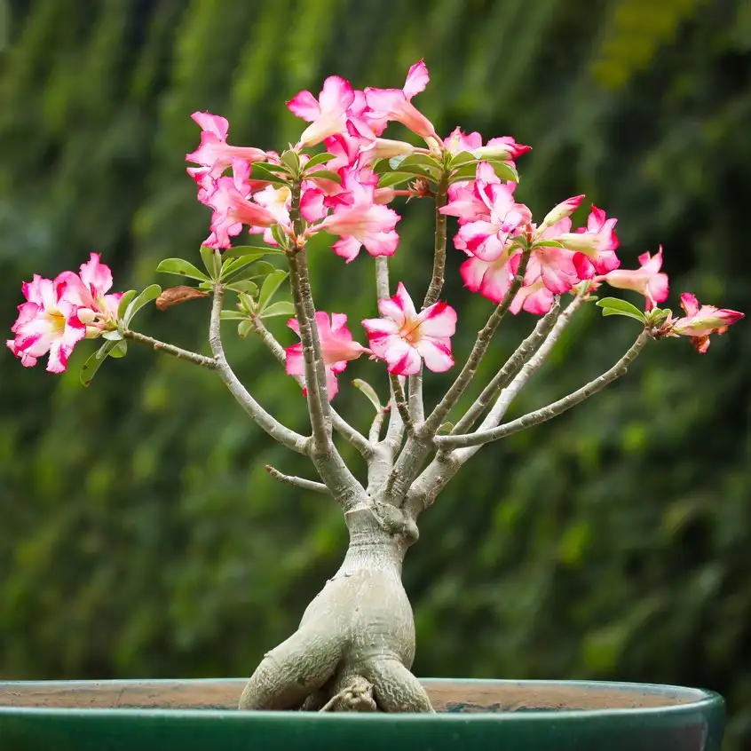 Does Desert rose need special care about sunlight during its different  growth stages? - PictureThis