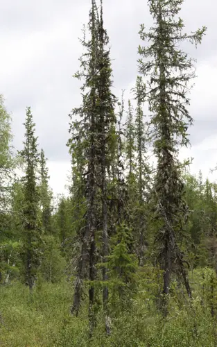Siberian spruce