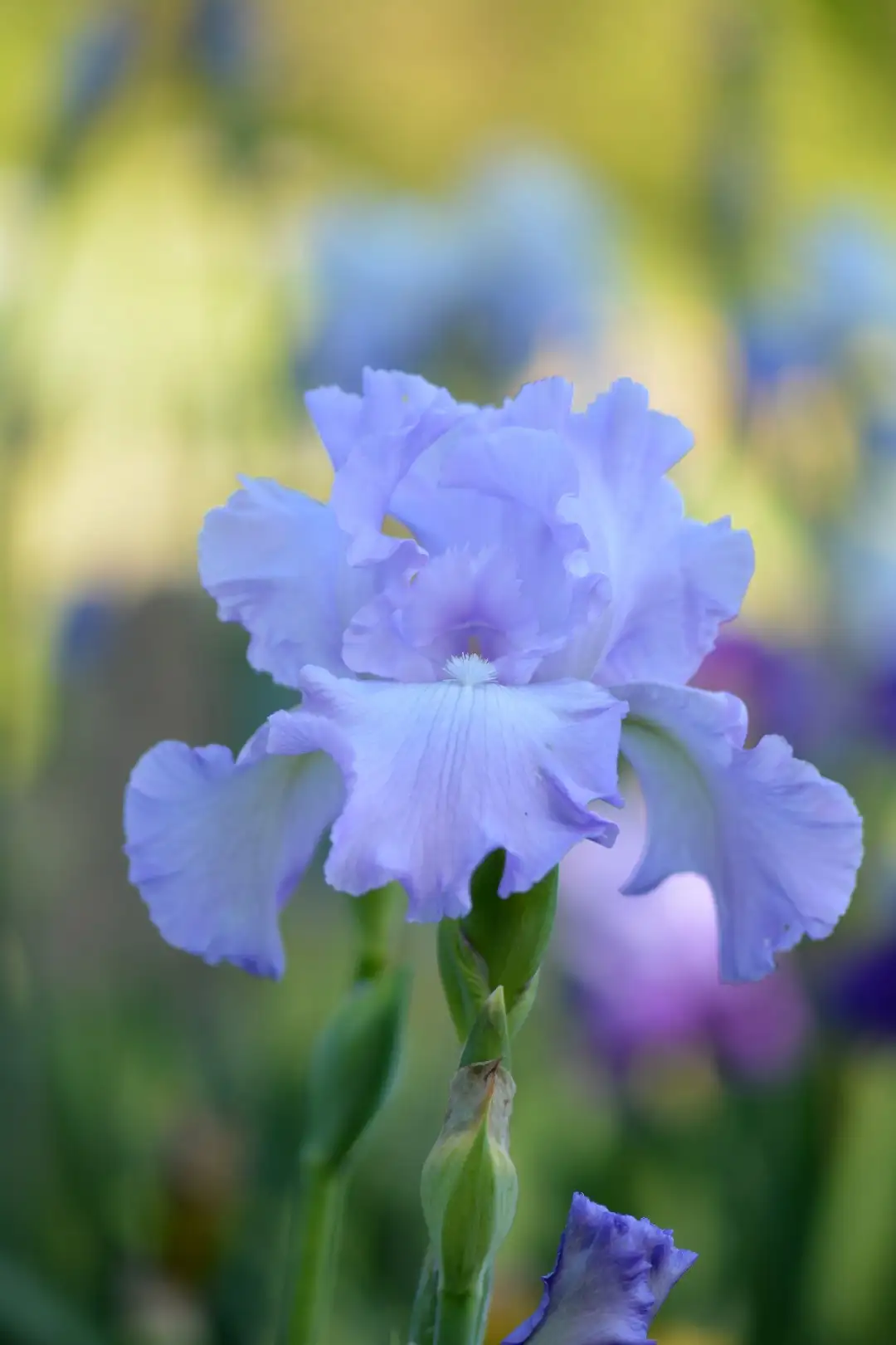 Irises (Iris) - PictureThis