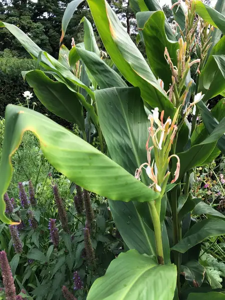 Spiked Ginger Lily Hedychium Spicatum Flower Leaf Care Uses Picturethis