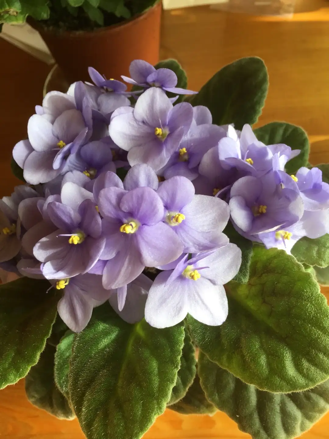 Violeta Africana (Saintpaulia goetzeana) - PictureThis