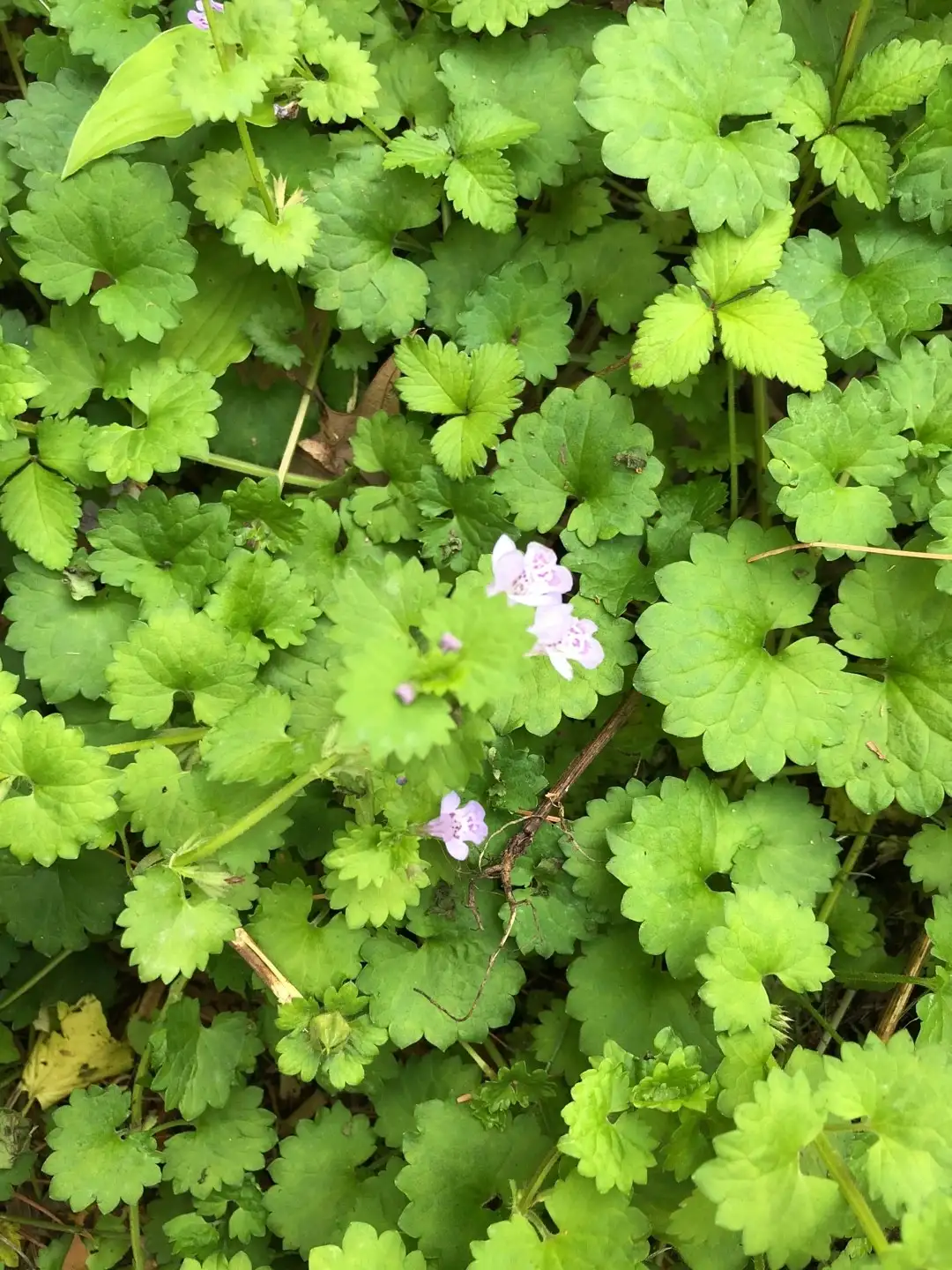 グレコマ属 Glechoma 花言葉 毒性 よくある質問 Picturethis グレコマ属 Glechoma 花言葉 毒性 よくある質問 Picturethis