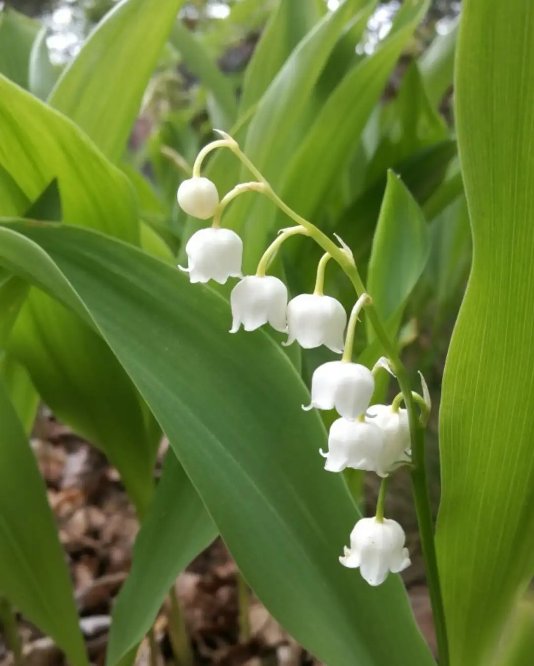 Lirios de los valles (Convallaria) - PictureThis