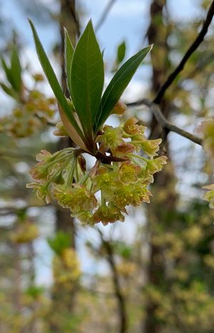 クロモジ（黒文字） (Lindera umbellata) - PictureThis