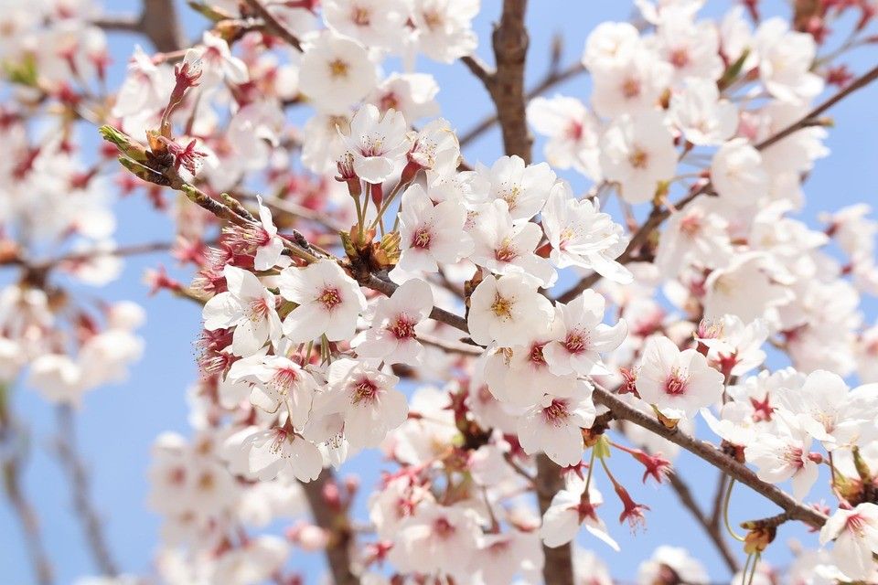 las flores de cerezo son malas para los perros