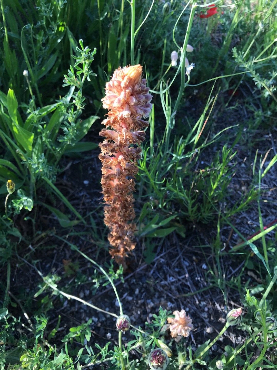 ハマウツボ属 (Orobanche) 花言葉，毒性，よくある質問 - PictureThis