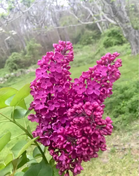 ハシドイ属 Syringa 花言葉 毒性 よくある質問 Picturethis ハシドイ属 Syringa 花言葉 毒性 よくある質問 Picturethis