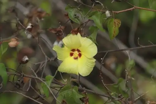 Gossypium (Gossypium) - PictureThis