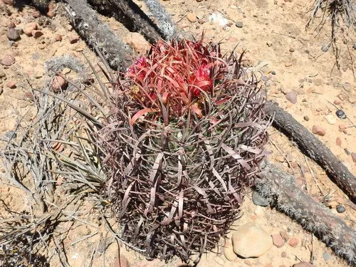 カリホギョクタマ（刈穂玉） (Ferocactus gracilis) - PictureThis