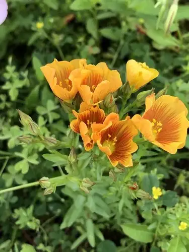 アマ属 Linum 花言葉 毒性 よくある質問 Picturethis アマ属 Linum 花言葉 毒性 よくある質問 Picturethis