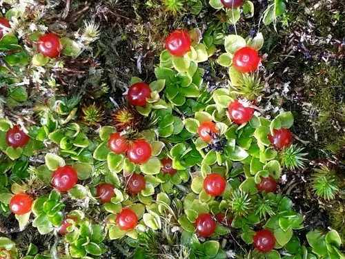 N63ric5esg3zdm N63ric5esg3zdm