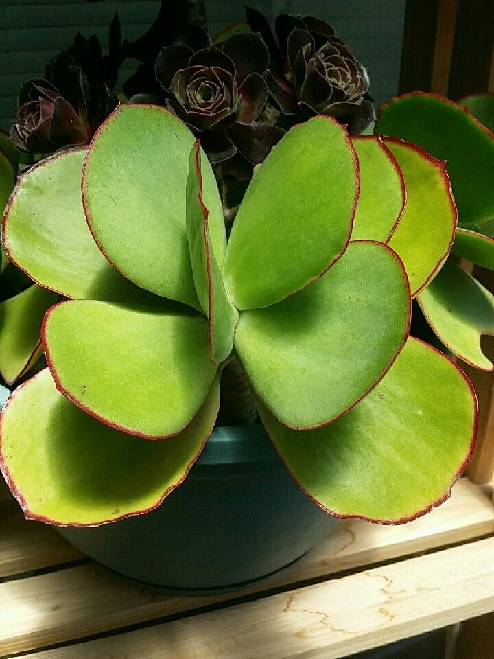 買付 COTYLEDON AND TYLECODON コチレドン アンド チレコドン