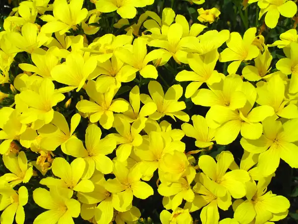 アマ属 Linum 花言葉 毒性 よくある質問 Picturethis アマ属 Linum 花言葉 毒性 よくある質問 Picturethis