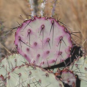 オプンチア・マクロケントラ (Opuntia macrocentra) - PictureThis